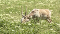 Ақбөкен жайлы мәліметтер тұяқты жануарлардың әлемдік көші-қон атласына енгізіледі
