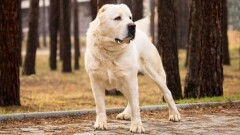 Ақтөбелік төбет баптаушылар оларды сынақ үшін таластыруға рұқсатты қалдыруды сұрап наразылыққа шықты
