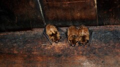Үндістанда жарқанаттан адам үшін аса қауіпті вирус табылды. Әзірге оған қарсы дәрі не вакцина жоқ