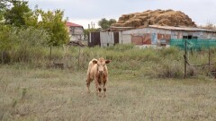 2025 жылы Қазақстанда ұлттық ауыл шаруашылығы санағы өтеді