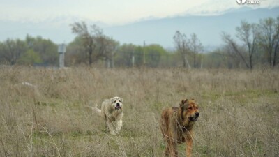 Ғалымдар қазақ төбетінің тибет мастифімен туыстығы туралы болжамды жоққа шығарды