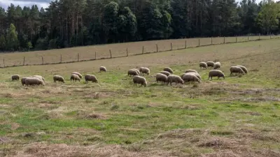 Қазақстанда қанша асыл тұқымды қой бар