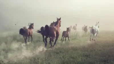 Қазақстанда "Тұлпар күнін" белгілеу: Үкіметтің жауабы қандай