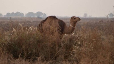 Түйе ұрлап, сойып, сатып жіберген