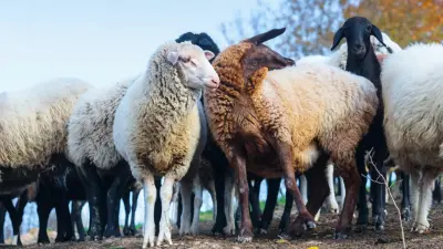 2024 жылғы Жолдауды орындау: Қазақстанда мал мен құс саны тұрақты көбейіп келеді