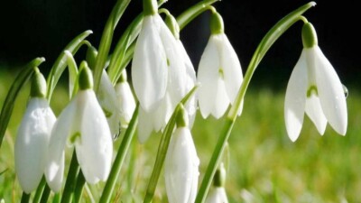 Алматы ботаникалық бағында бәйшешек гүлдеді