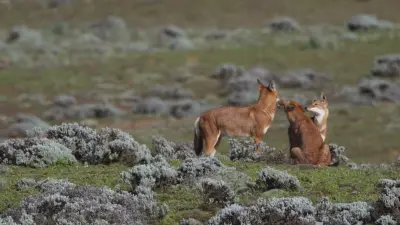 Қазақстанда биыл қансонарда қасқыр мен түлкі атуға рұқсат жоқ