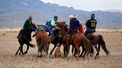 Көкпар ардагері: Қазандық енгізілген көкпарға мүлдем қарсымын