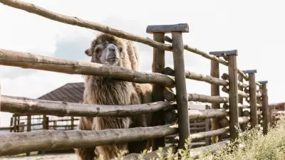 Бір асыл тұқымды түйе сатып алуға мемлекет 175 мың теңге субсидия береді