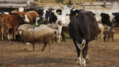 "Жер берсе, субсидия сұрамаймыз". Мал баққан шаруаның мұңы қандай?