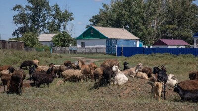 Қазақстанда қой фермасын құруға жеңіл шартпен кредит алуға болады