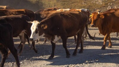 СҚО-да тағы індет: төрт түлік мал белгісіз аурудан қырылып жатыр