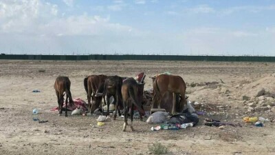 Жұтпен күреске бөлінген бюджеттің 700 миллион теңгесі әлі игерілмеген