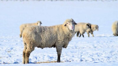 Көршісінің 16 қойын ұрлаған Түркістан облысының тұрғыны ұсталды
