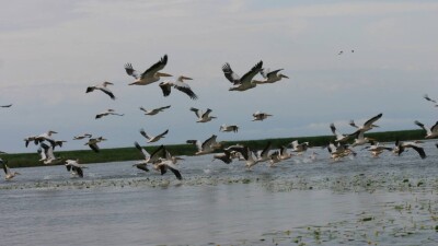 Тарбағатайға бірқазандар ұшып келді. Оларды аулағанға 1,4 млн теңгеге жуық айыппұл салынады