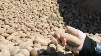 Шекаралық аудан шаруашылығы: Қой қазақыланса, картоп еуропаланып жатыр