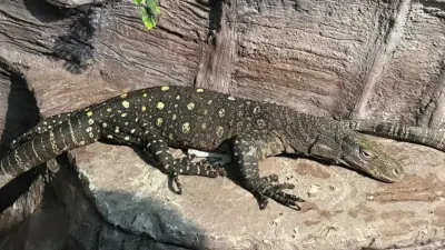 Алматы хайуанаттар бағы алып кесірткелермен толықты