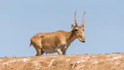 Көктемде 800 мың басқа жуық киік өлексесін жинау қаупі бар – ғалымдар