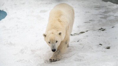 Әлемде жойылу қаупі төніп тұрған ақ аю Алматыда қалай өмір сүріп жатыр