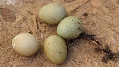 Жаңа жылдан бастап жұмыртқа бағасы 70 теңгеге дейін өсуі мүмкін