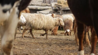 Құрбан айт мерекесі қарсаңында қой бағасы күрт өсті