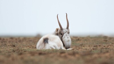 Ұлытау облысында қырылған 63 киіктің өлексесі жойылды