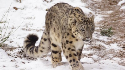 БҰҰ Бас ассамблеясы Халықаралық қар барысы күнін ресми түрде бекітті