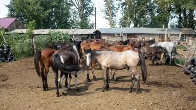 "Аптасына 2 мәрте": Жұманғарин мектеп оқушыларына жылқы етін беруге қатысты түсініктеме берді