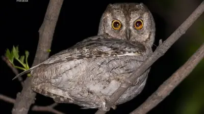 Орталық Азияда үкі "санағы" өтіп жатыр