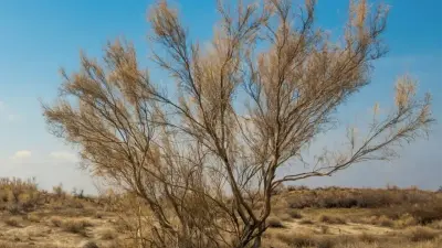 4 жылда Арал теңізінің 672 мың гектар құрғаған табанына сексеуіл егілді