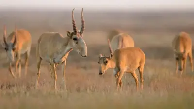 Ғалымдар есебінше киік шаруашылығынан Қазақстан жылына қанша пайда көреді
