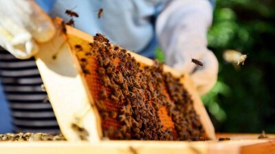 Ара шаруашылығының мемлекеттік бағдарламасын қабылдау туралы сенаторлардың ұсынысы Үкіметтен қолдау таппады
