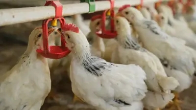 Иран ғалымдары құс қауырcынынан ақуызды жем әзірлейтін әдісті тапты