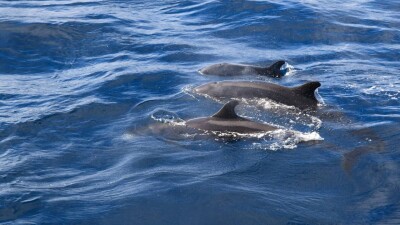 Австралияда 50-ден астам қара дельфин қырылып қалды