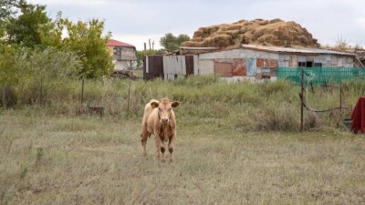 СҚО-да сарыпқа шалдыққан сиырлар түгел тәркіленеді. Мал иелері бұған наразы