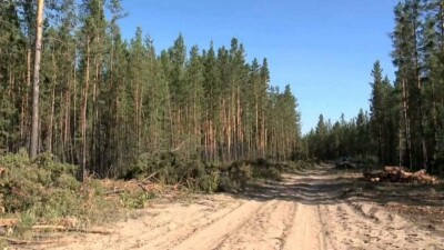 Ертіс орманында 2029 жылға дейін ағаш кесуге тыйым салынбақ