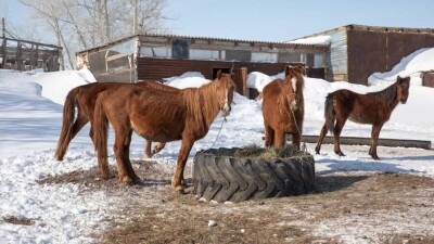 Қызылорда облысында 3 жылқы ұрлап, етін сатқан қылмыстық топ ұсталды