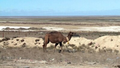 Маңғыстаулық шаруалар көтерем малының қыстан аман шығарына сенбейді