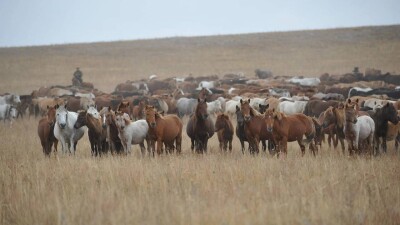 Президент Адай жылқысын асыл тұқымды мал ретінде әлемге танытуды тапсырды