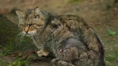 Жаңа Зеландия 25 жылда жабайы мысықтардың көзін түгел жоюды көздеп отыр