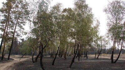 Петропавл қаласын кеңейту үшін 70 гектар орман алқабы оталады