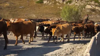 Ауыл шаруашылығы министрі сиыр еті экспортына неліктен квота енгізілгенін түсіндірді