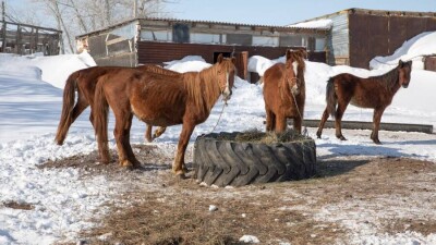 "Мал ағаш төңкесін мүжиді". Түркістан облысында мал жайылымына демалыс орындары салынып жатыр