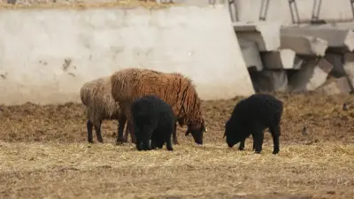 ҚМДБ құрбан шалуға ақша жинайтын жалған сервистерден сақ болуға шақырды