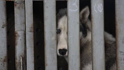 Қарағанды облысында екі баланы ит талап, 3 жасар бала қайтыс болды