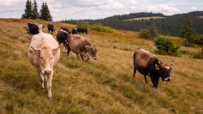 Солтүстік Қазақстанда Сібір жарасы індеті анықталған жайылымдар 15 күн карантинге жабылды