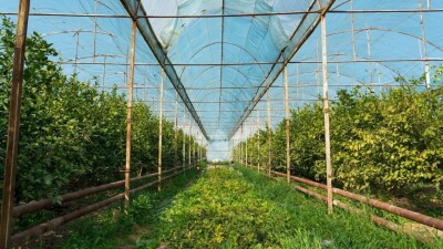 Фермерлік жылыжайларды субсидиялау тәртібі белгілі болды