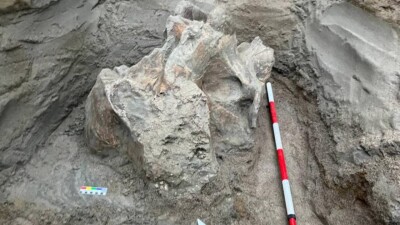 Қырғызстанда мамонттың бас сүйегі табылды