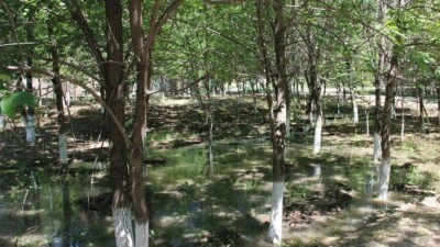 Алматыда отырғызылған 750 мың ағаштың 20 пайызы қурап қалған