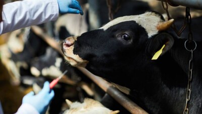 Солтүстік Қазақстан облысында 500-ге жуық ірі қарадан сарып ауруы анықталды